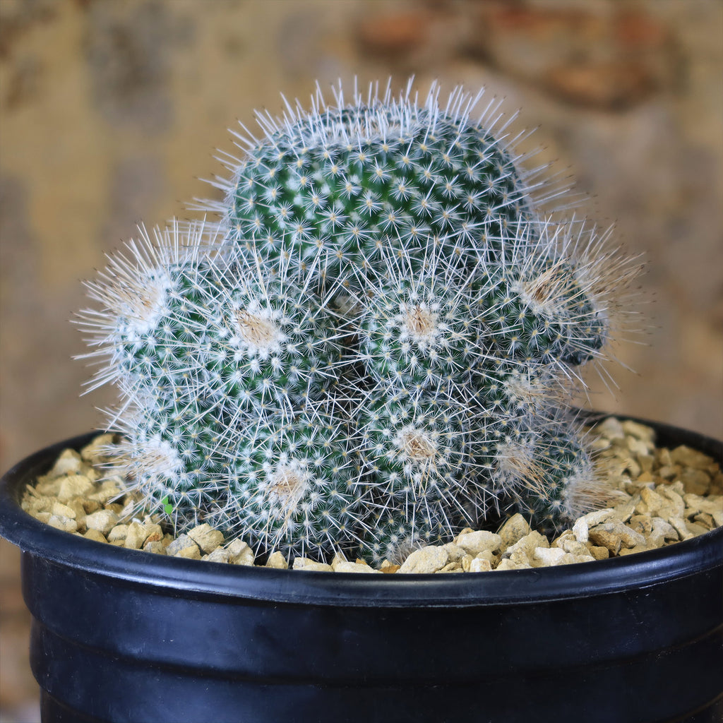 Mammillaria Geminispina
