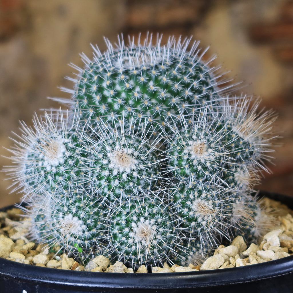 Mammillaria Geminispina