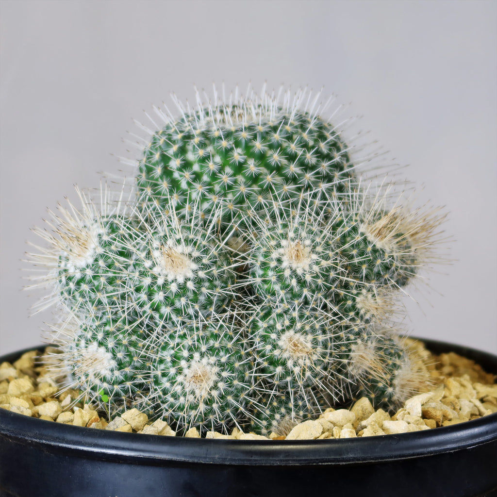 Mammillaria Geminispina