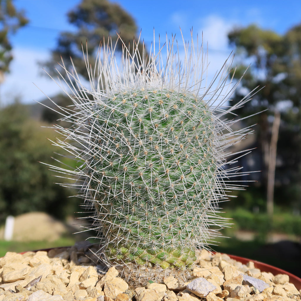 Mammillaria Geminispina
