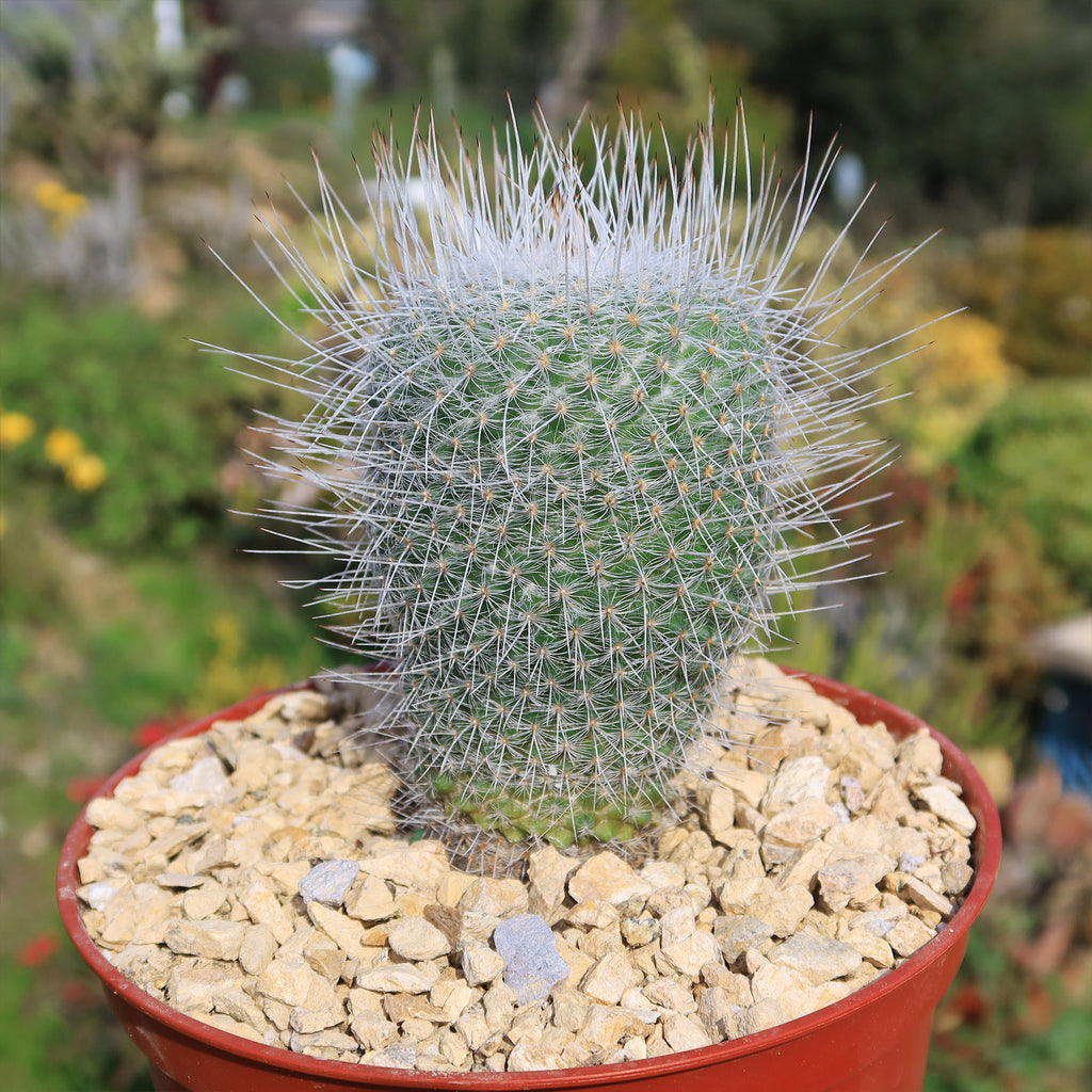 Mammillaria Geminispina