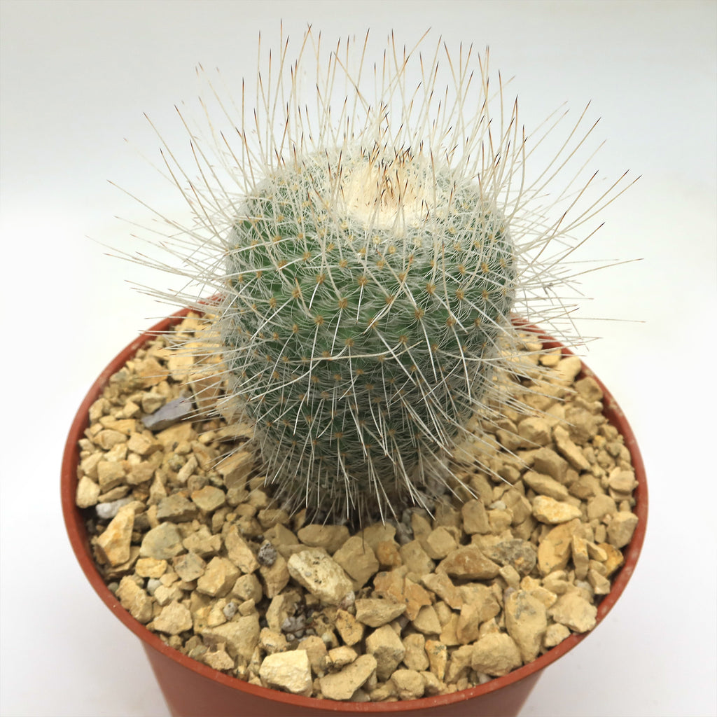 Mammillaria Geminispina