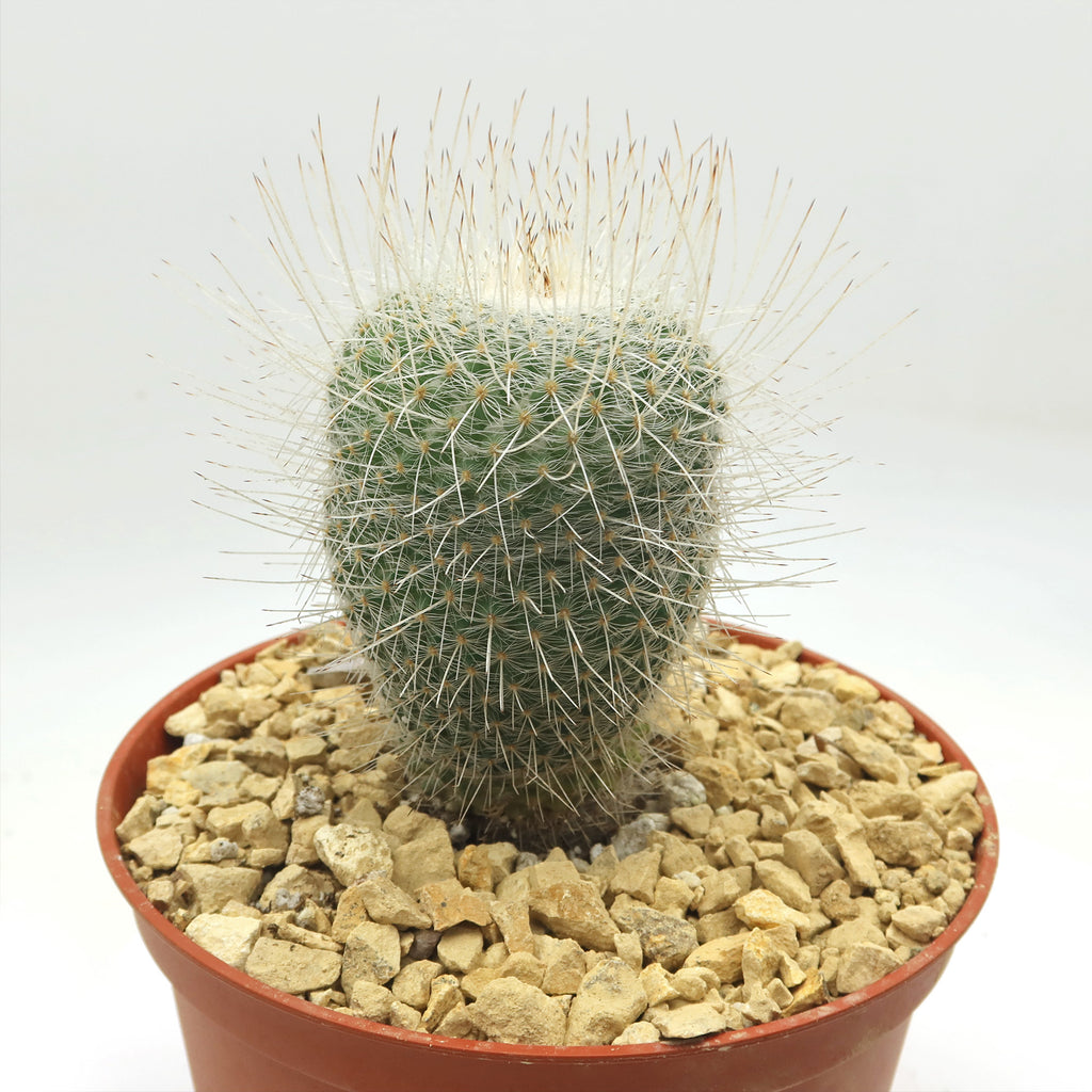Mammillaria Geminispina