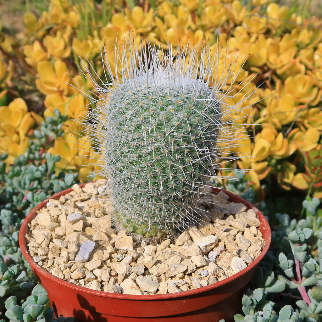 Mammillaria Geminispina