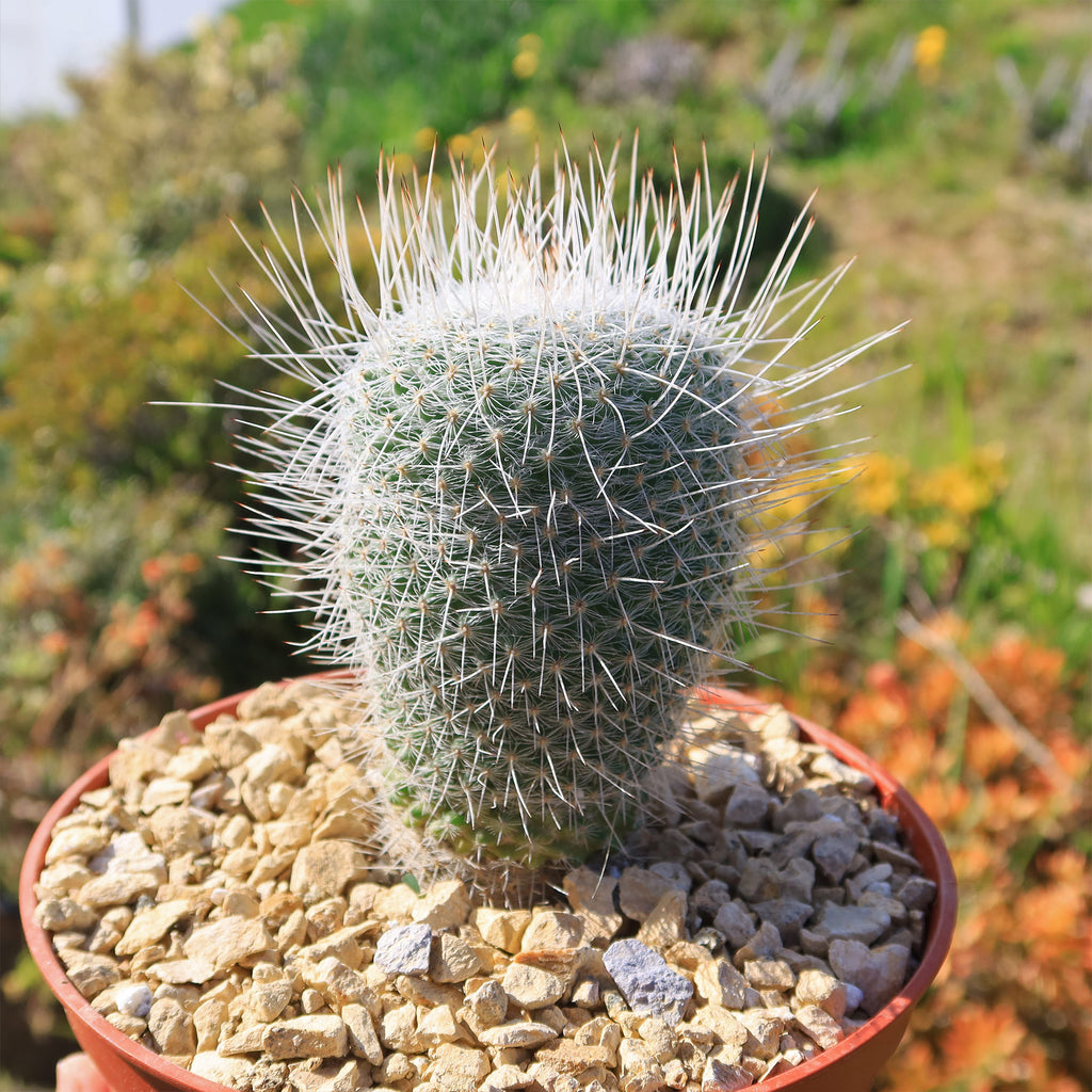 Mammillaria Geminispina