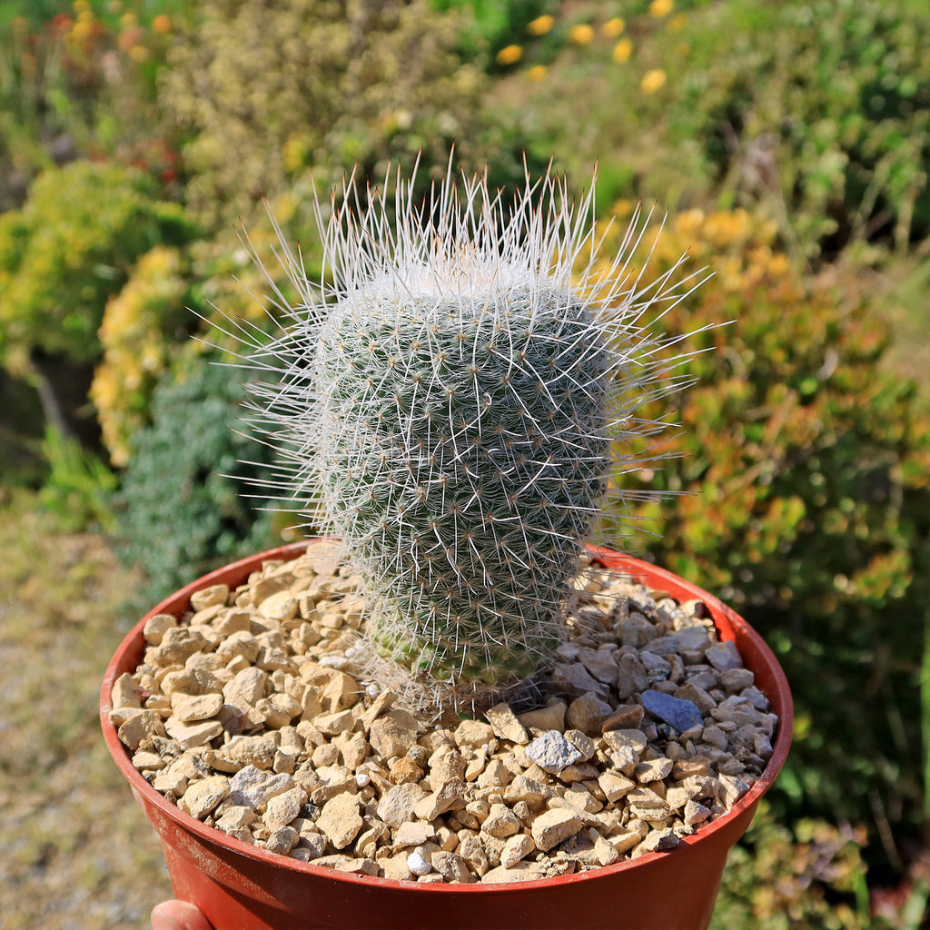 Mammillaria Geminispina