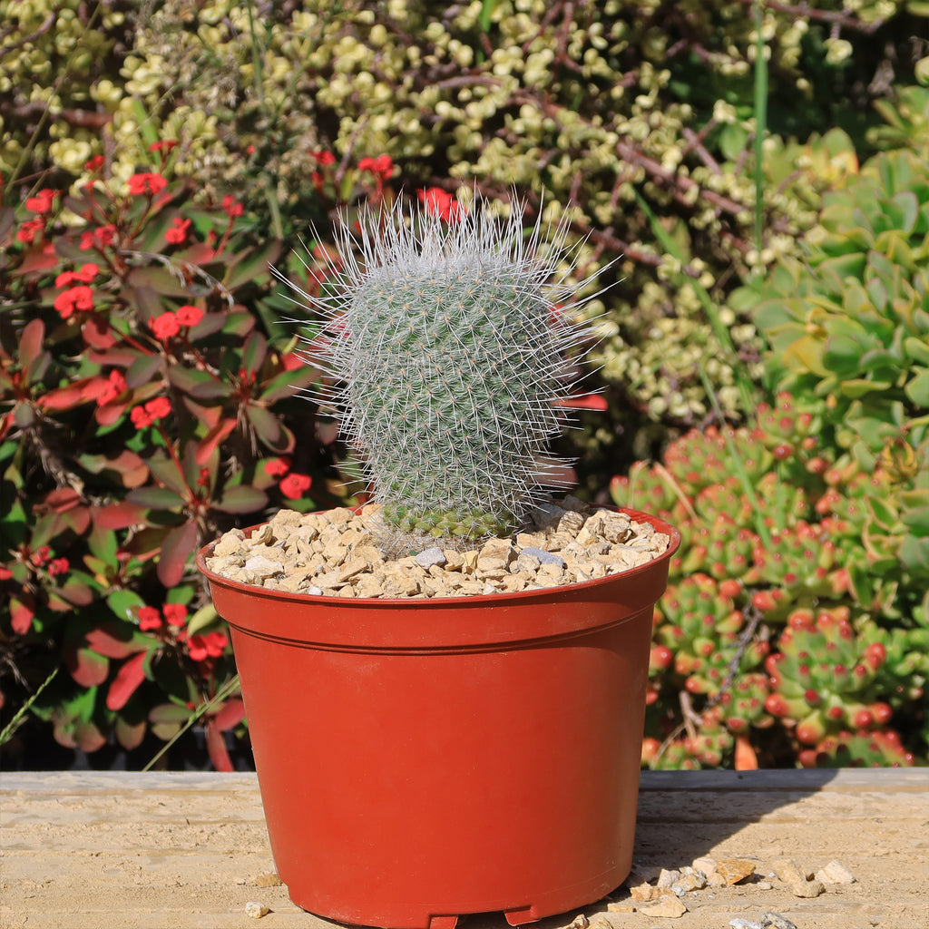 Mammillaria Geminispina