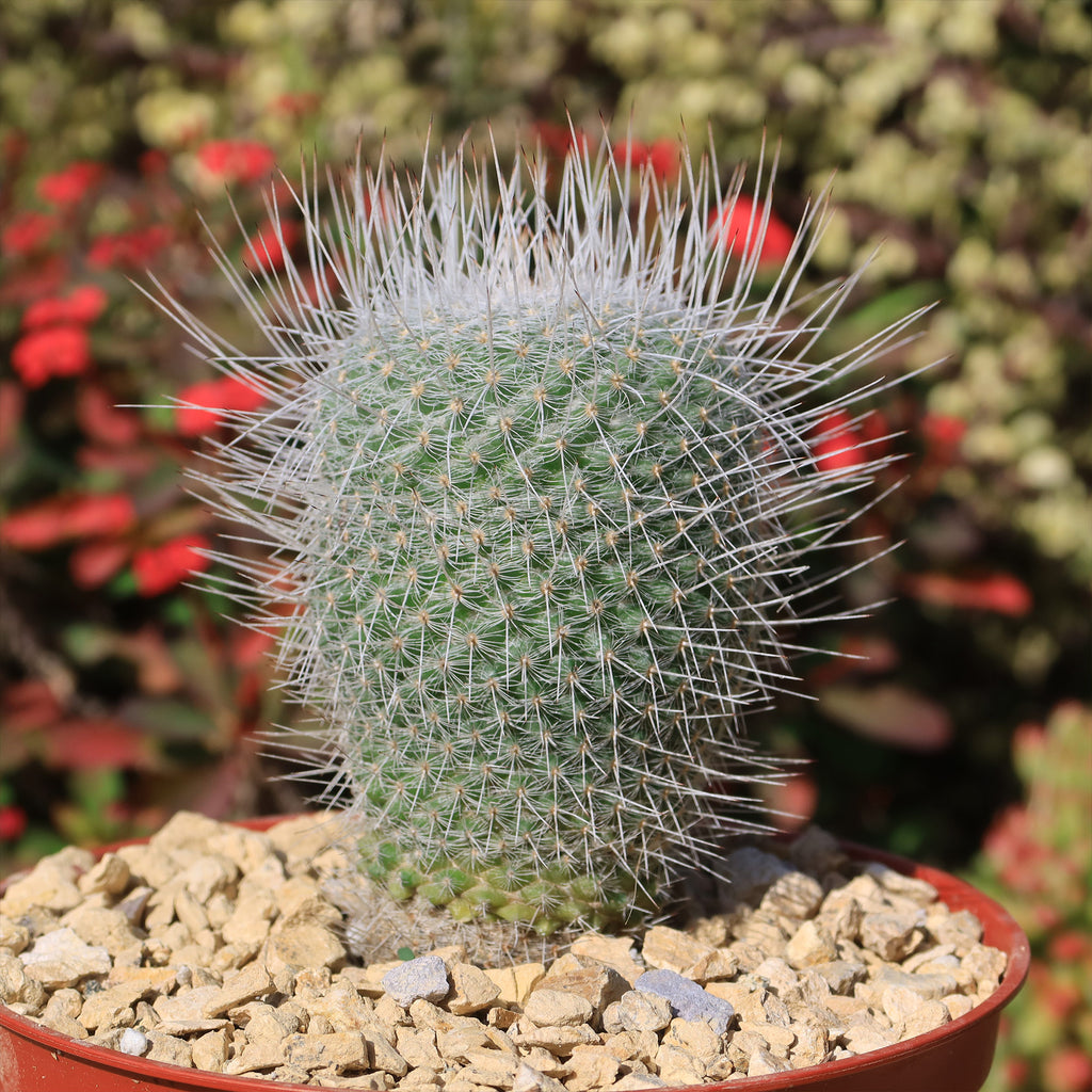 Mammillaria Geminispina