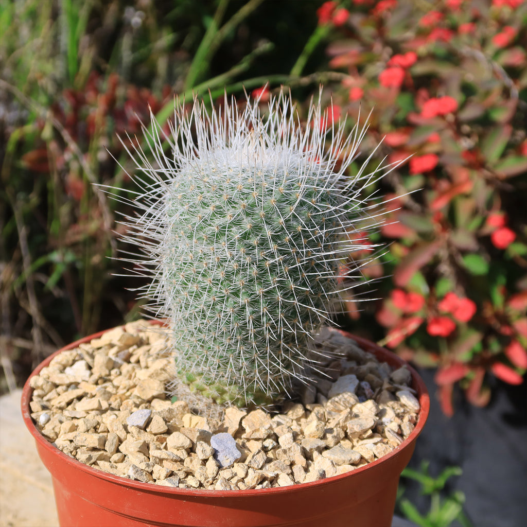Mammillaria Geminispina