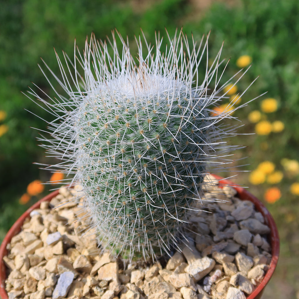 Mammillaria Geminispina