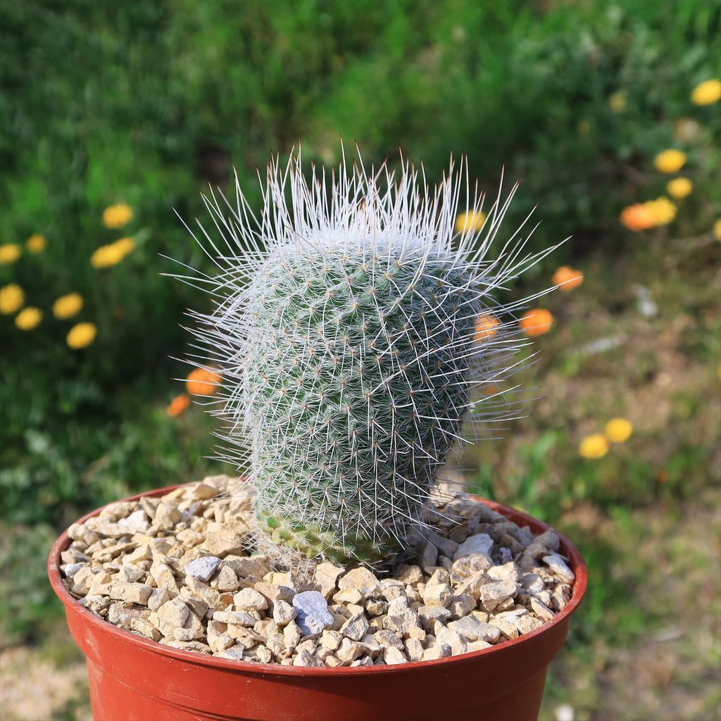 Mammillaria Geminispina