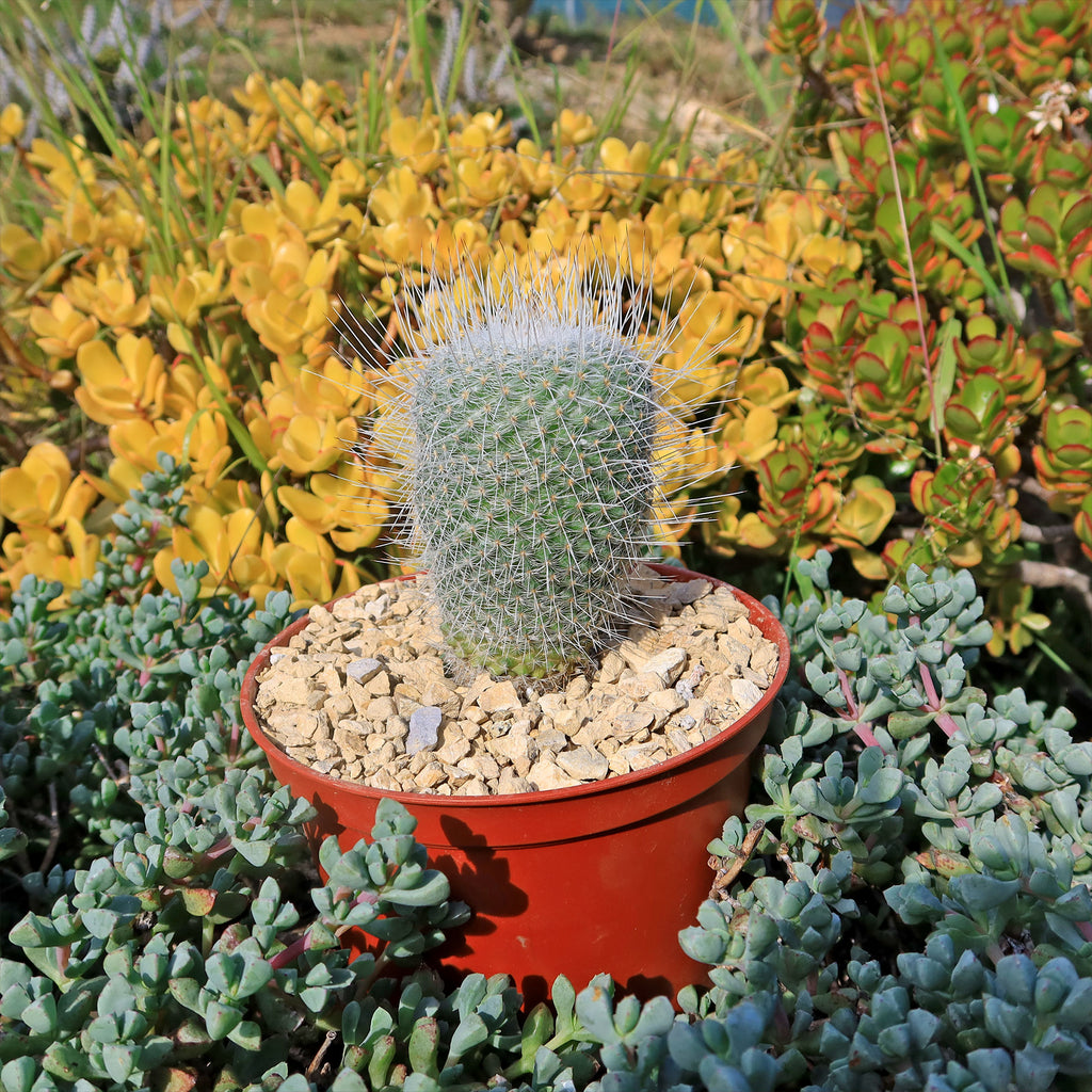Mammillaria Geminispina