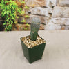 Mammillaria Pectinifera Grafted Cactus 4 inch
