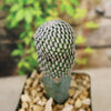 Mammillaria Pectinifera Grafted Cactus plant 4 inch