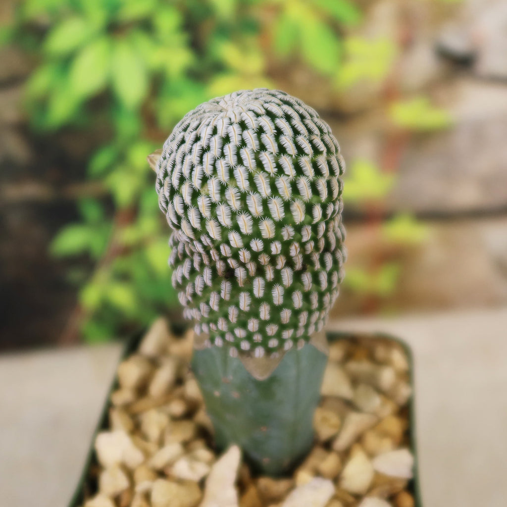 Mammillaria Pectinifera Grafted Cactus plant 4 inch