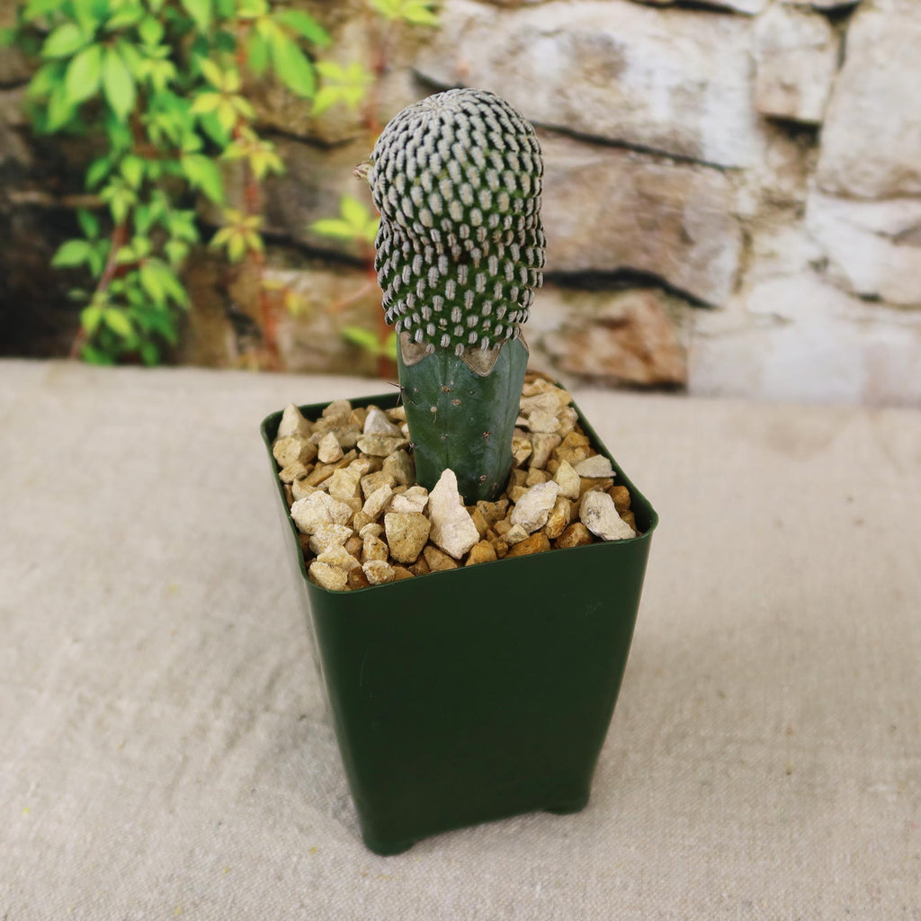 Mammillaria Pectinifera Cactus 4 inch