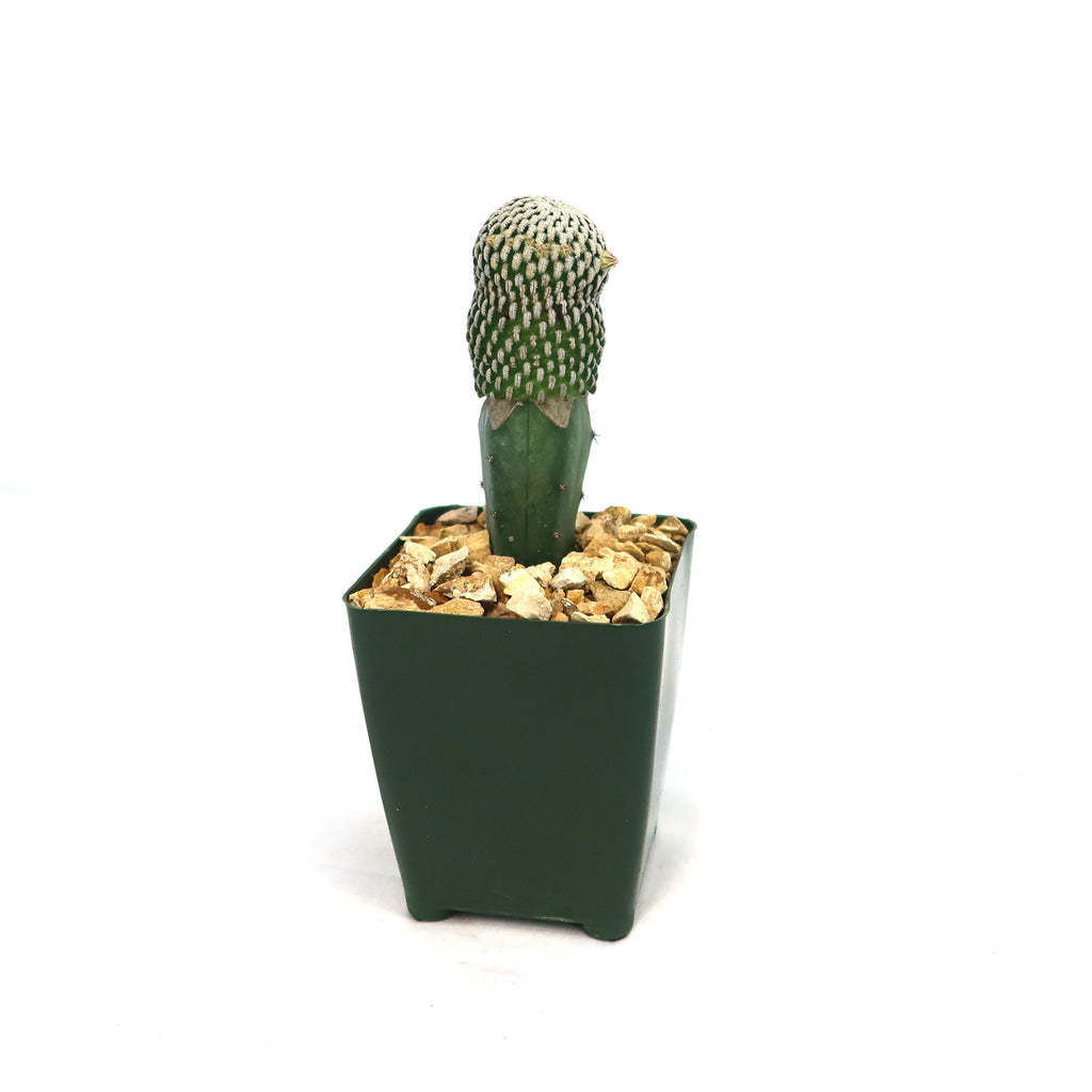 Mammillaria Pectinifera Grafted plant 4 inch