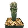 Mammillaria Pectinifera Grafted Cactus 4 inch