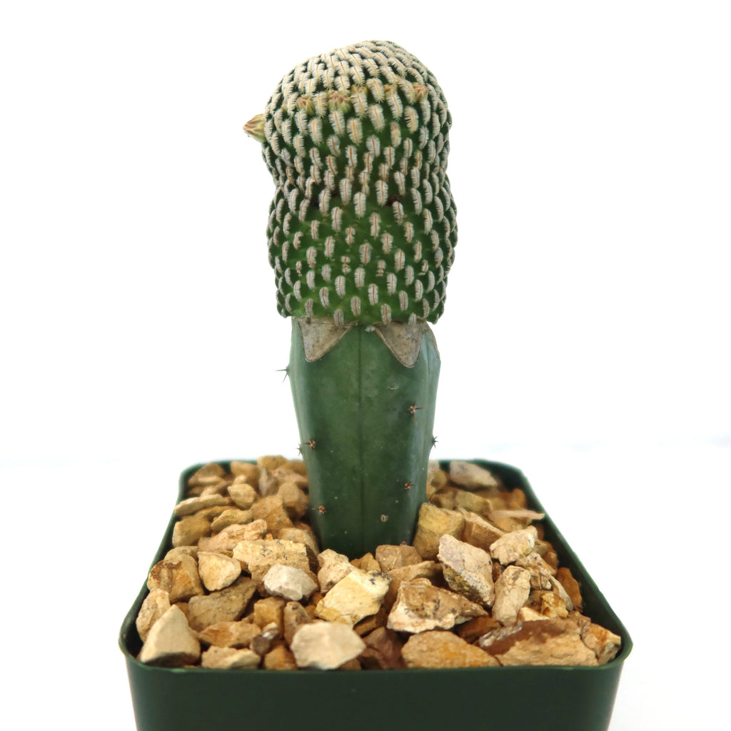 Mammillaria Pectinifera Grafted Cactus 4 inch