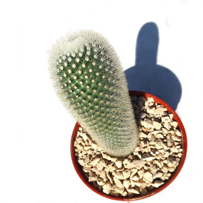 Mammillaria Pilcayensis