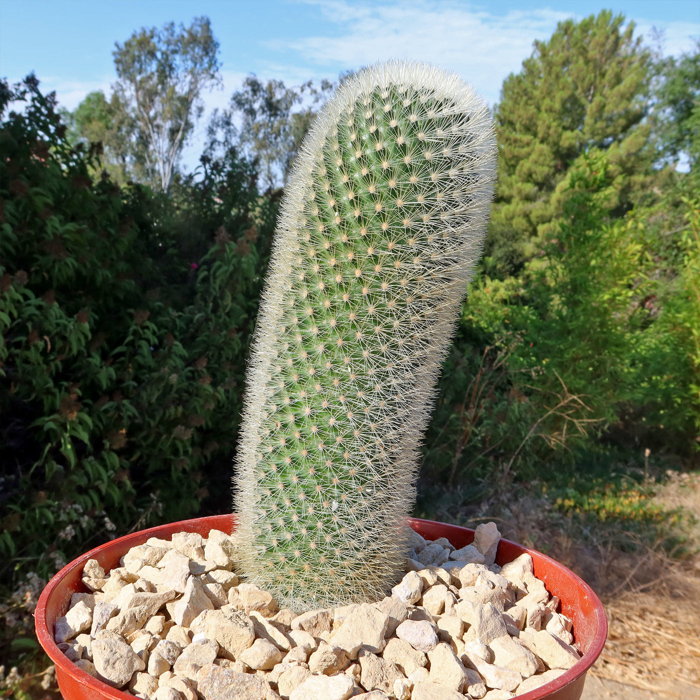 Mammillaria Pilcayensis