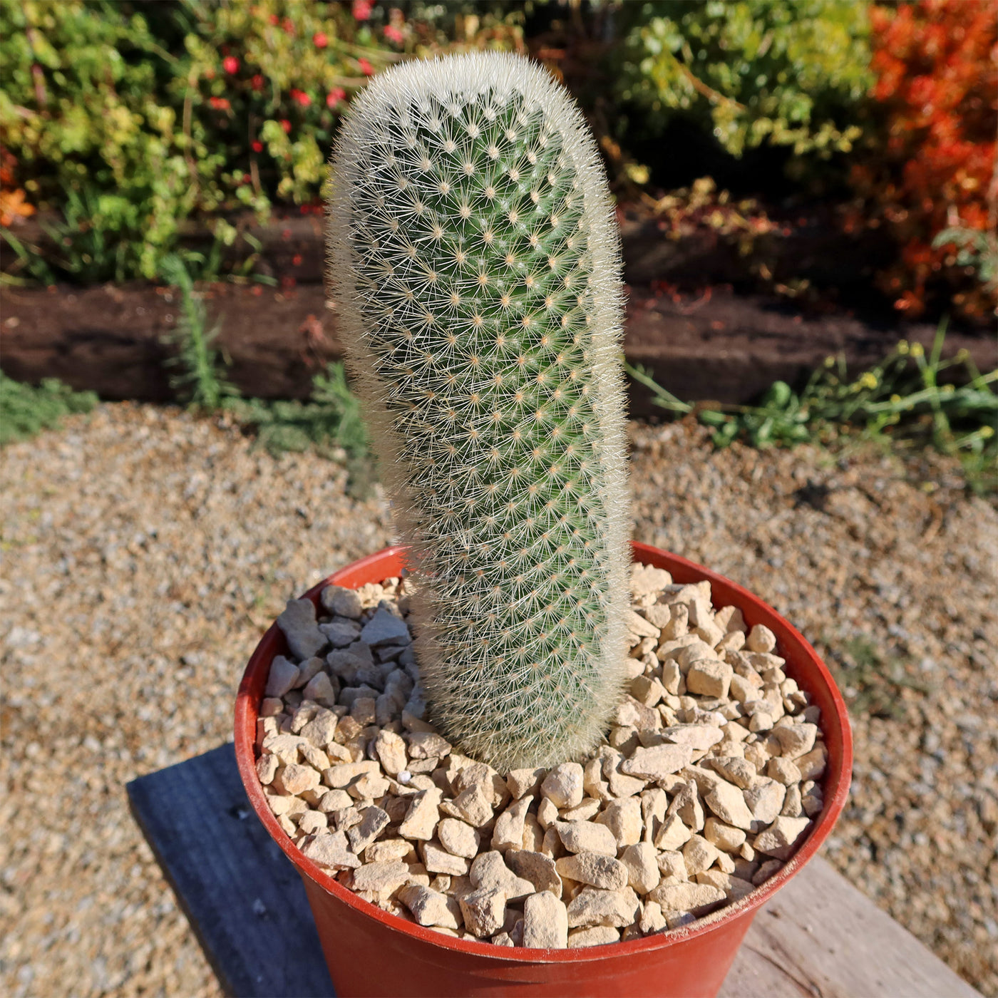 Mammillaria Pilcayensis