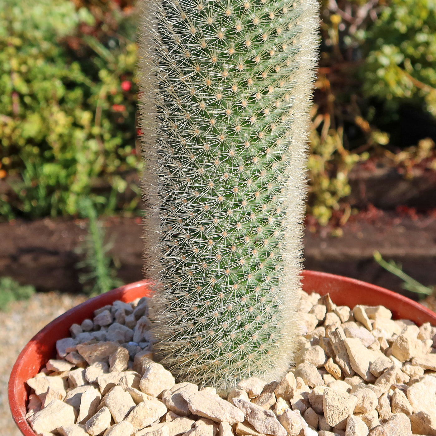 Mammillaria Pilcayensis