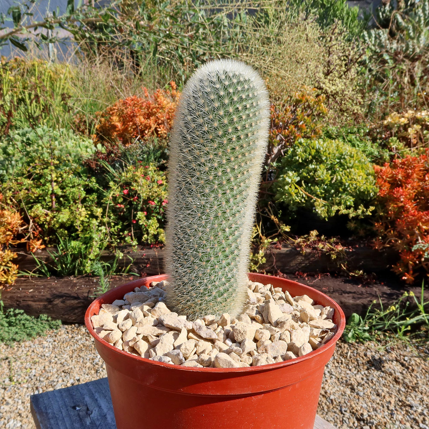 Mammillaria Pilcayensis