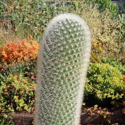 Mammillaria Pilcayensis