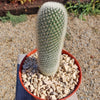 Mammillaria Pilcayensis