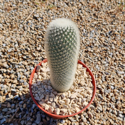 Mammillaria Pilcayensis