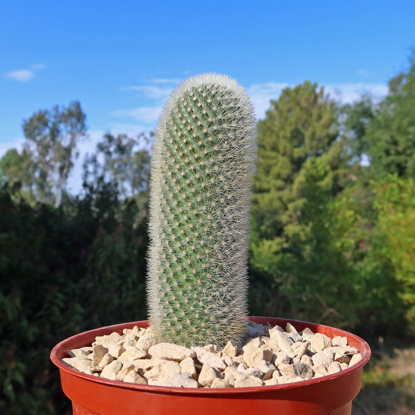 Mammillaria Pilcayensis