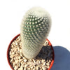 Mammillaria Pilcayensis