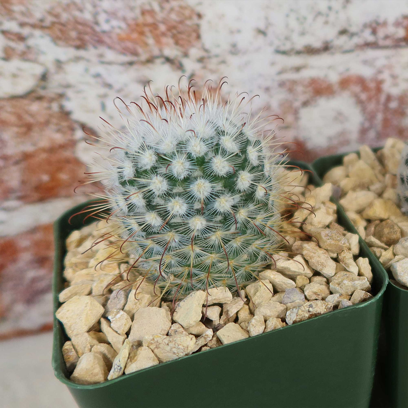 Mammillaria Prickly Lovers (4-Pack)