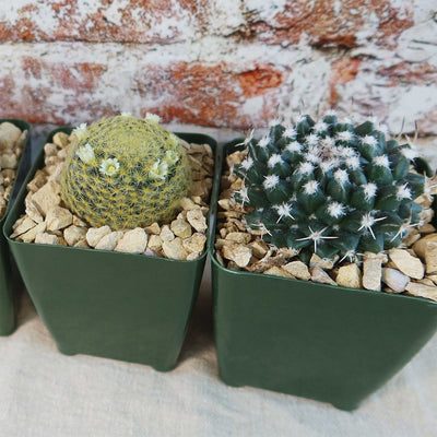 Mammillaria Prickly Lovers (4-Pack)
