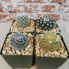Mammillaria Prickly Lovers (4-Pack)