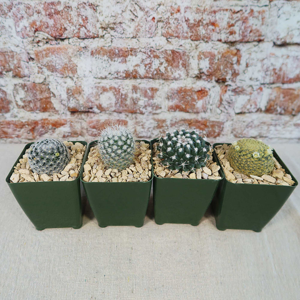 Mammillaria Prickly Lovers (4-Pack)
