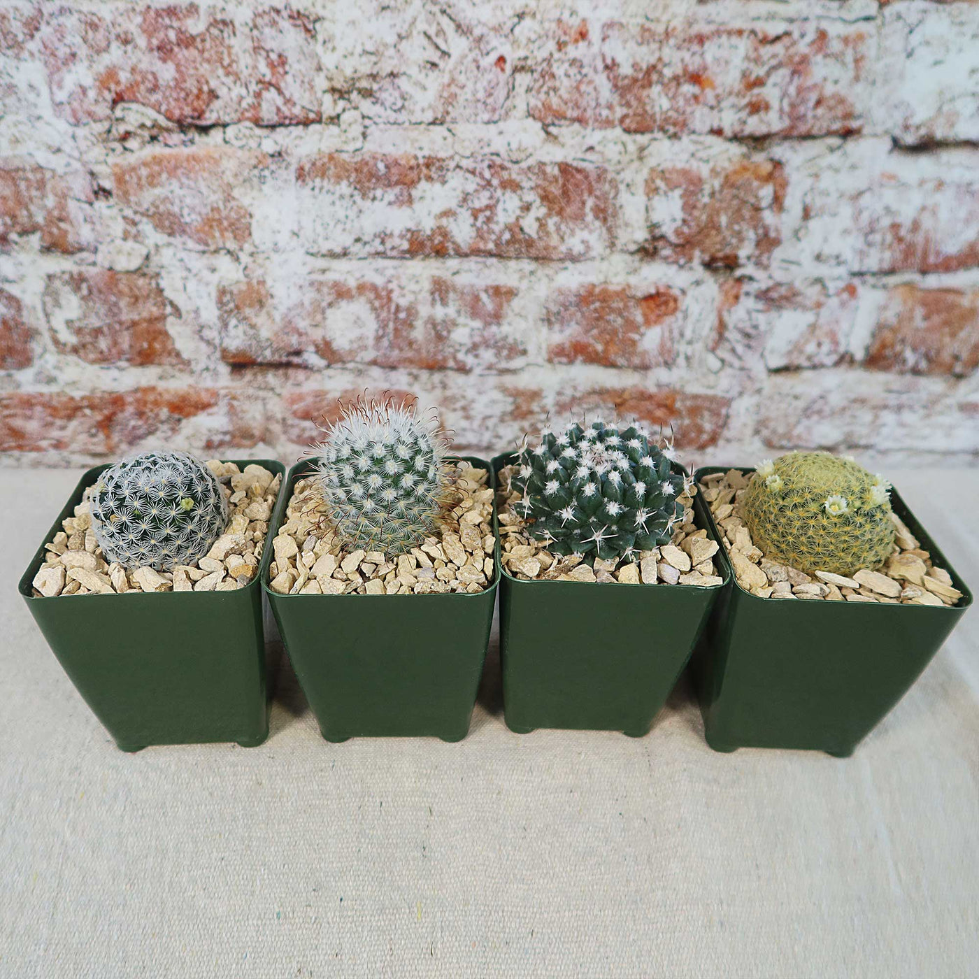 Mammillaria Prickly Lovers (4-Pack)