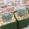 Mammillaria Prickly Lovers (4-Pack)