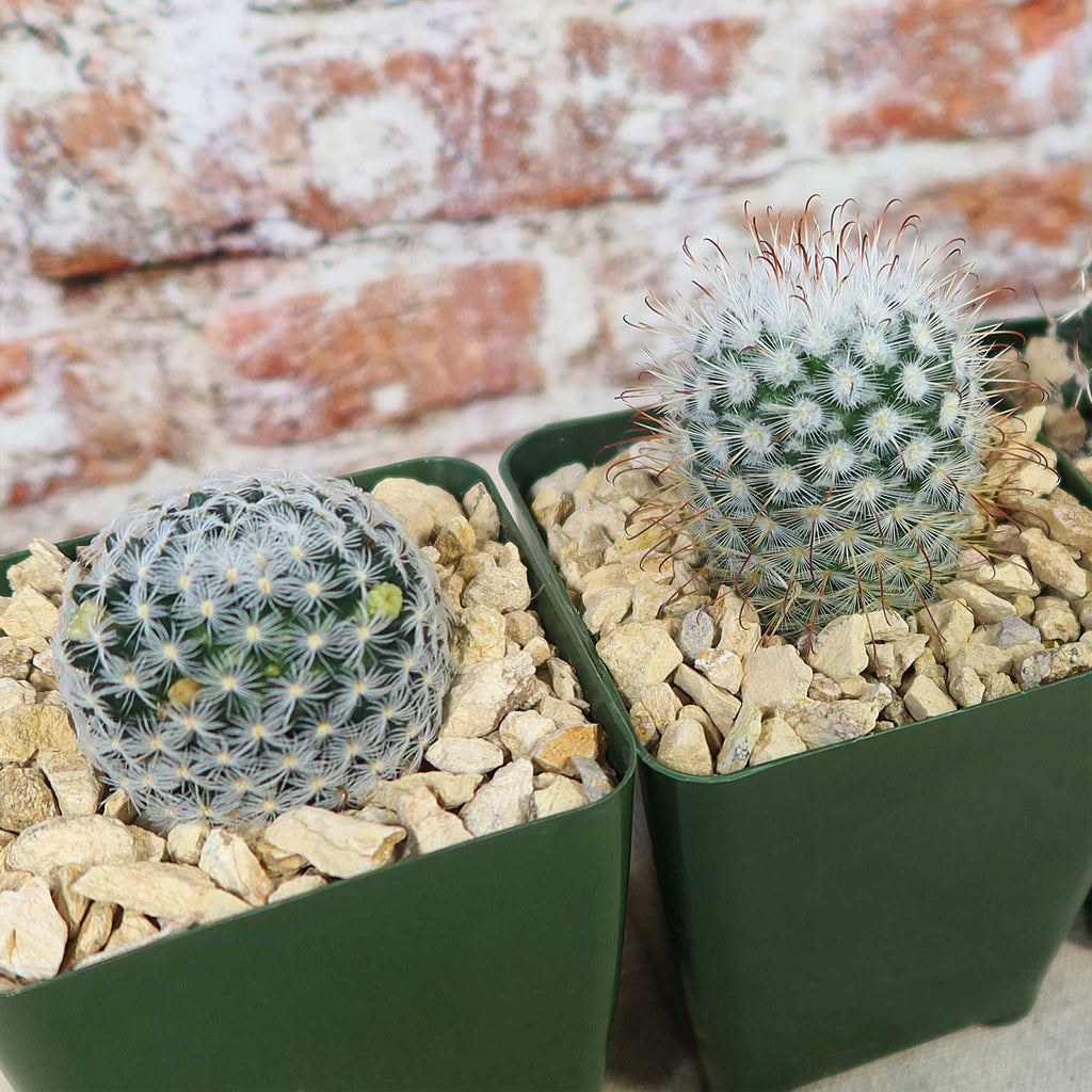 Mammillaria Prickly Lovers (4-Pack)