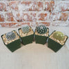 Mammillaria Prickly Lovers (4-Pack)