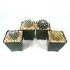 Mammillaria Prickly Lovers (4-Pack)