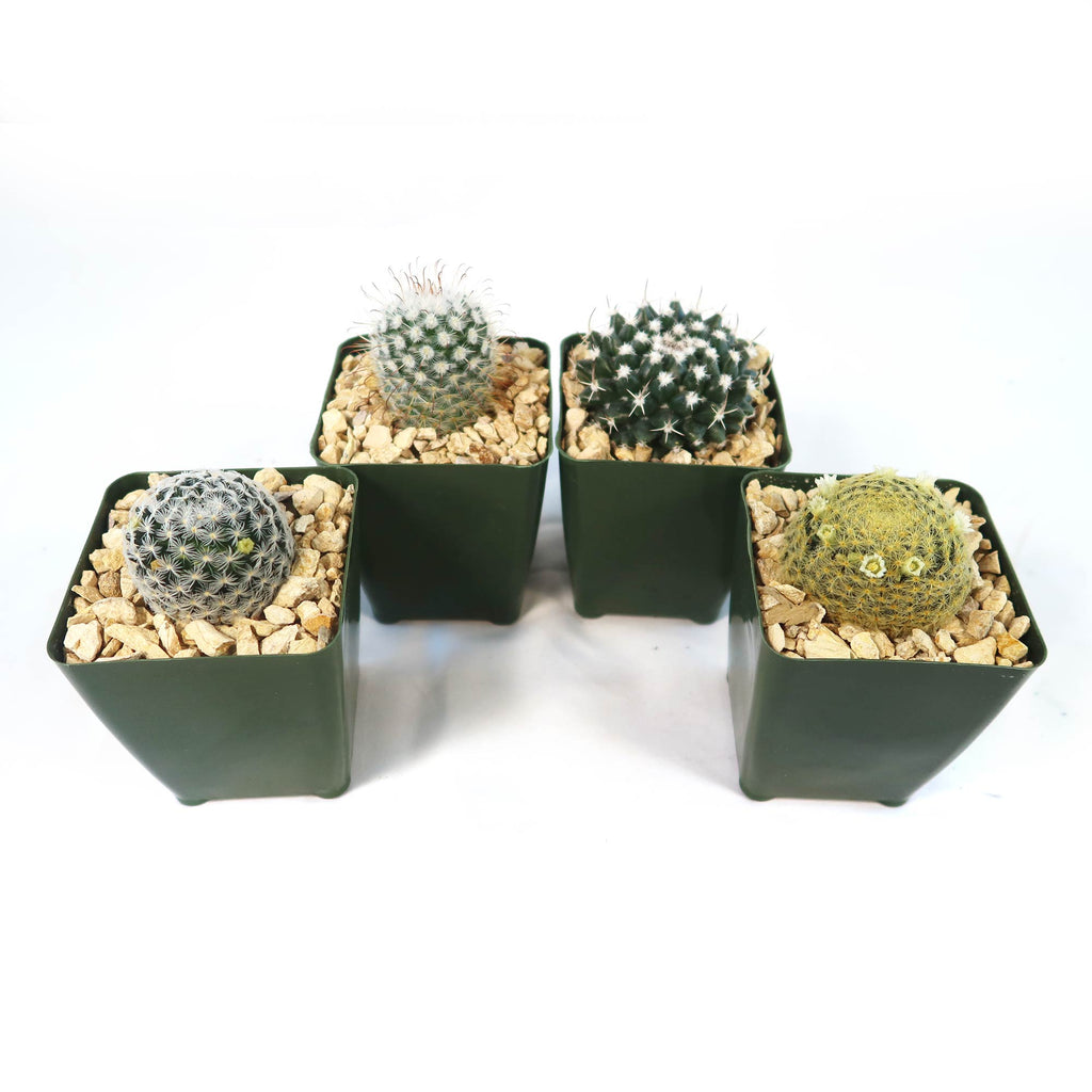 Mammillaria Prickly Lovers (4-Pack)