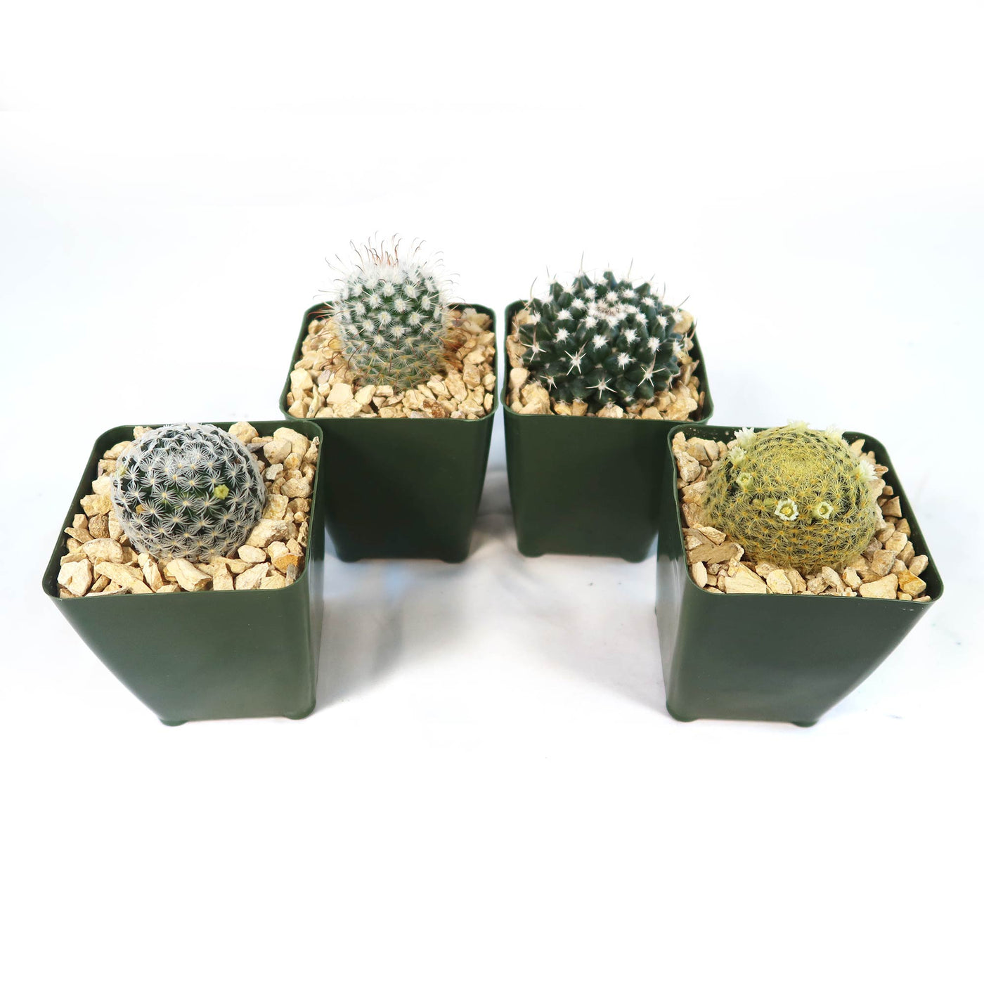 Mammillaria Prickly Lovers (4-Pack)