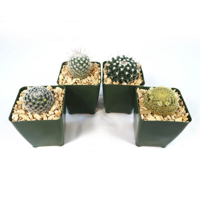 Mammillaria Prickly Lovers (4-Pack)