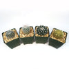 Mammillaria Prickly Lovers (4-Pack)