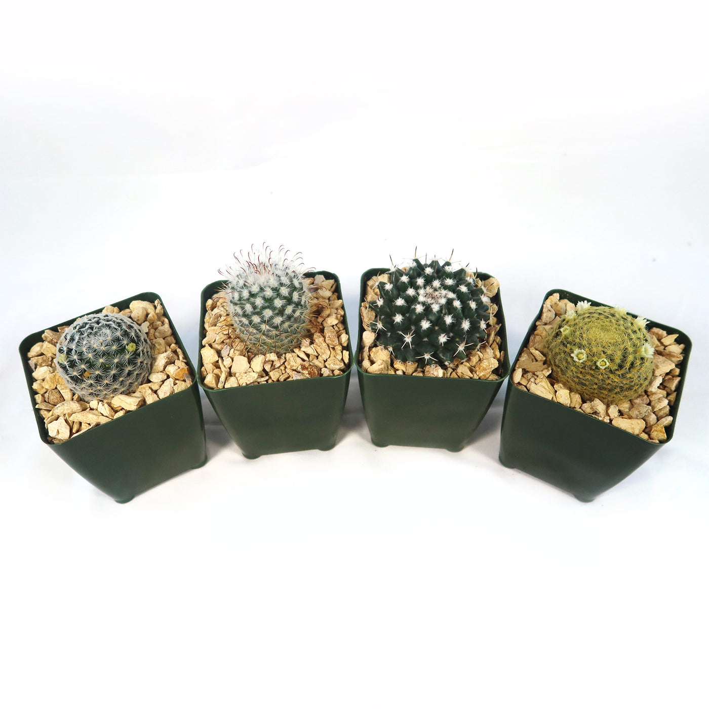 Mammillaria Prickly Lovers (4-Pack)