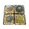 Mammillaria Prickly Lovers (4-Pack)