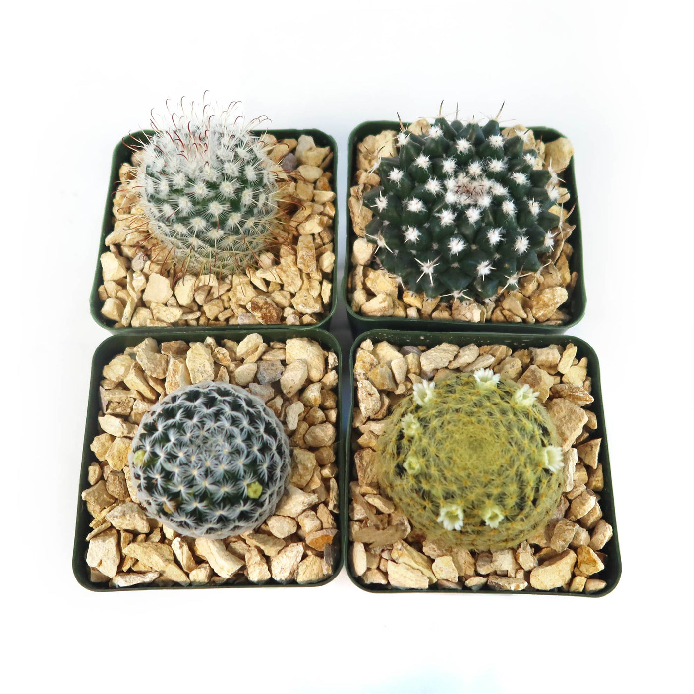 Mammillaria Prickly Lovers (4-Pack)