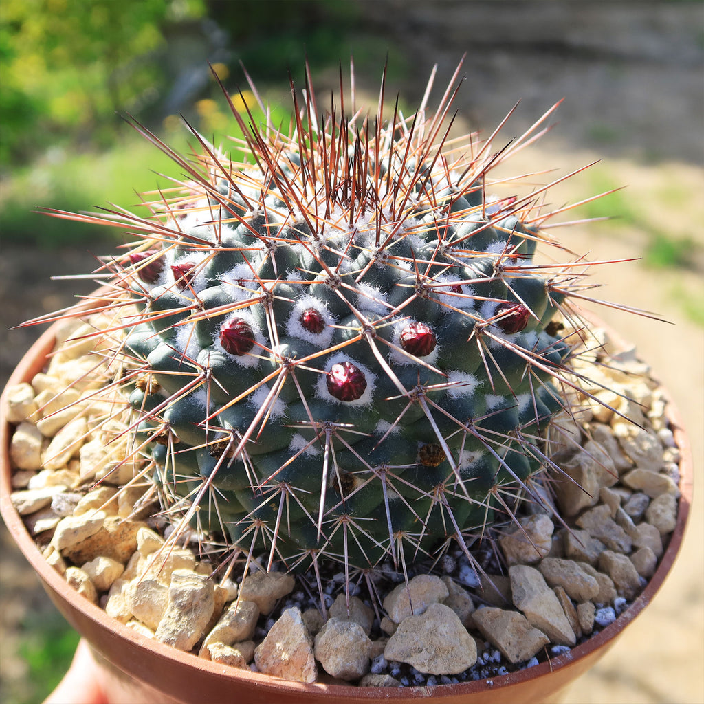 Mammillaria Rubrograndis